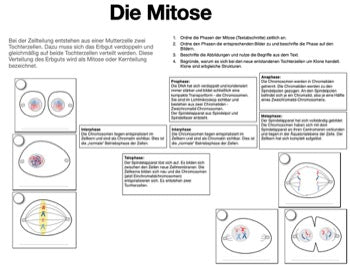 Mitose und Meiose Sek I-Lerntheke (120MB)