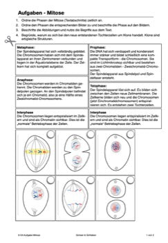 Mitose und Meiose Sek I-Lerntheke (120MB)