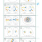 Mitose und Meiose Sek I-Lerntheke (120MB)