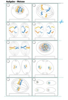 Mitose und Meiose Sek I-Lerntheke (120MB)