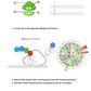 Vom Gen zum Merkmal - Proteinbiosynthese für die Sek I (68 MB)