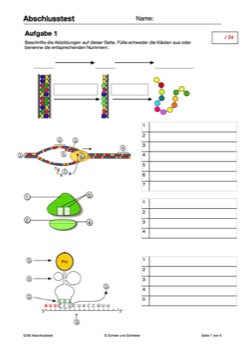 Vom Gen zum Merkmal - Proteinbiosynthese für die Sek I (68 MB)