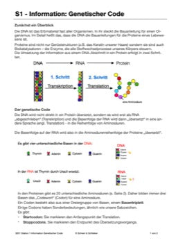 Vom Gen zum Merkmal - Proteinbiosynthese für die Sek I (68 MB)