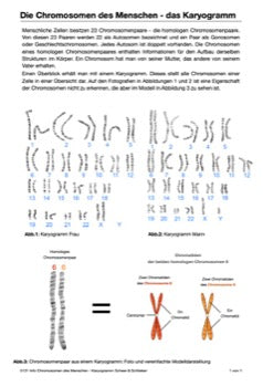 Mitose und Meiose Sek I-Lerntheke (120MB)