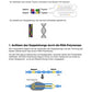 Vom Gen zum Merkmal - Proteinbiosynthese für die Sek I (68 MB)