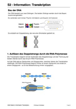 Vom Gen zum Merkmal - Proteinbiosynthese für die Sek I (68 MB)