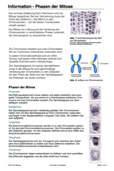 Mitose und Meiose Sek I-Lerntheke (120MB)