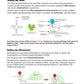 Vom Gen zum Merkmal - Proteinbiosynthese für die Sek I (68 MB)