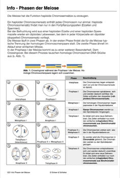 Mitose und Meiose Sek I-Lerntheke (120MB)