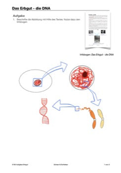 Mitose und Meiose Sek I-Lerntheke (120MB)