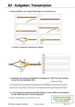 Vom Gen zum Merkmal - Proteinbiosynthese für die Sek I (68 MB)