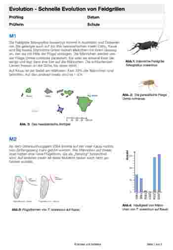 Evolution - schnelle Evolution bei Feldgrillen