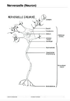 Nervenzellen und Reizleitung (46 MB)