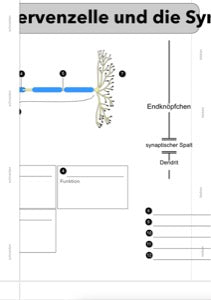 Nervensystem, Lernen und Gedächtnis: Jahrgang 7 - 10 (56 MB)