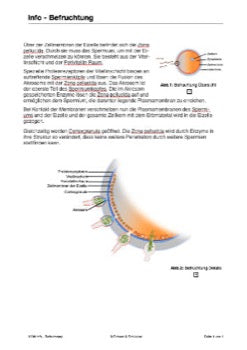 Befruchtung - eine Lerntheke (149 MB)