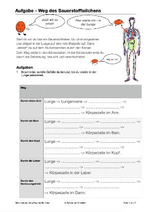 Herz und Blutkreislauf Jahrgang 5 und 6 (130 MB)