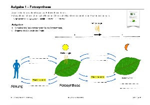 Botanik: Grundbauplan Blütenpflanzen (80 MB)