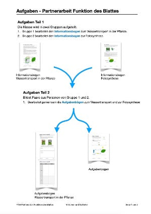 Botanik: Grundbauplan Blütenpflanzen (80 MB)