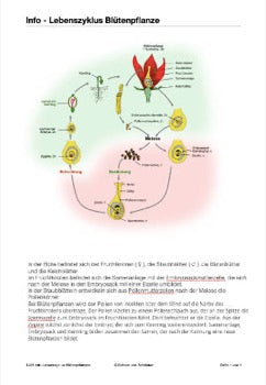 Befruchtung - eine Lerntheke (149 MB)