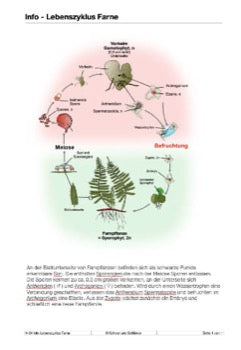 Befruchtung - eine Lerntheke (149 MB)