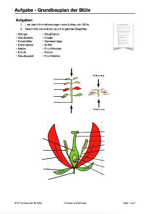 Botanik: Grundbauplan Blütenpflanzen (80 MB)