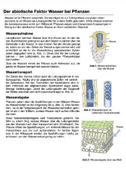 Ein Ökosystem entdecken (Einzellizenz) 84 MB