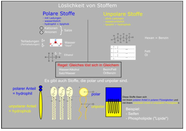 Bau der Biomembran (45 MB)