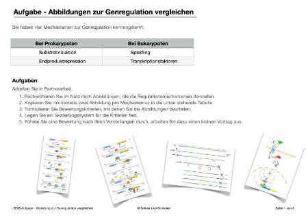 Embryonalentwicklung (Einzellizenz) 360 MB