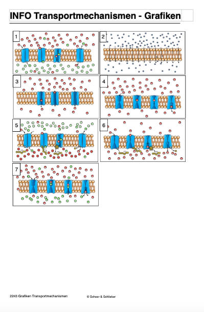 Transportmechanismen (50 MB)