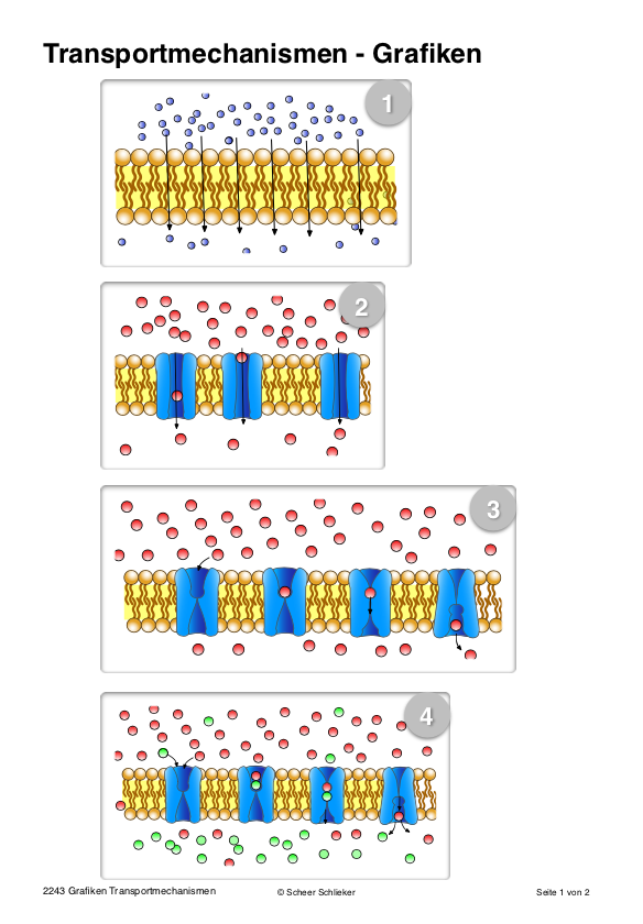 Transportmechanismen (50 MB)