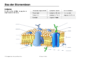 Biomembranen komplett (Einzellizenz)