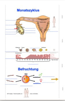 Sexualität Jahrgang 5 und 6 (142 MB)