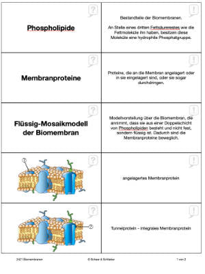 Bau der Biomembran (45 MB)