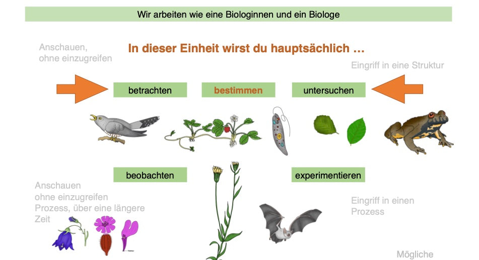 Botanik: Bestimmungsübungen (42 MB)