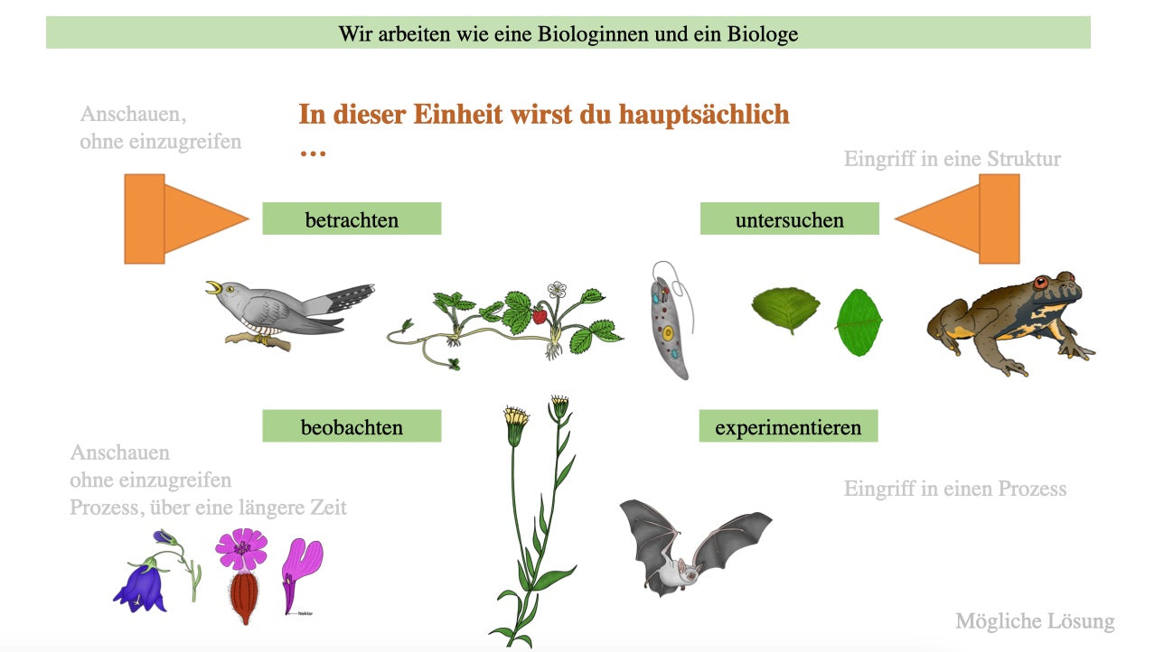 Botanik: Grundbauplan Blütenpflanzen (80 MB)