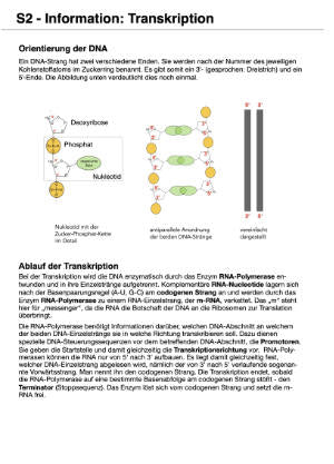 Proteinbiosynthese - ein Lernparcours (Einzellizenz) 93 MB