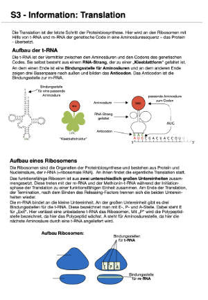 Proteinbiosynthese - ein Lernparcours (Einzellizenz) 93 MB