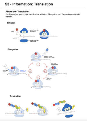 Proteinbiosynthese - ein Lernparcours (Einzellizenz) 93 MB