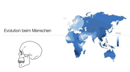 Evolutionsfaktoren (Einzellizenz ) -  67 MB