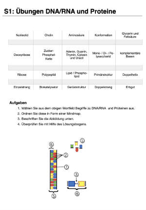 Proteinbiosynthese - ein Lernparcours (Einzellizenz) 93 MB