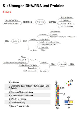 Proteinbiosynthese - ein Lernparcours (Einzellizenz) 93 MB