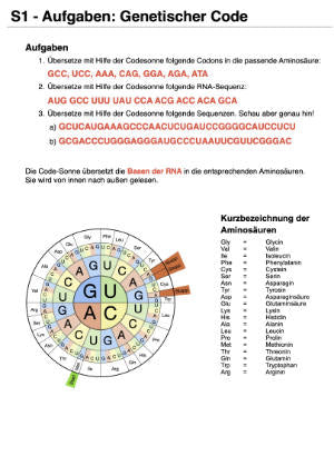 Proteinbiosynthese - ein Lernparcours (Einzellizenz) 93 MB