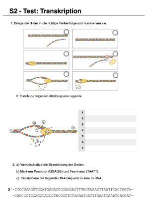 Proteinbiosynthese - ein Lernparcours (Einzellizenz) 93 MB