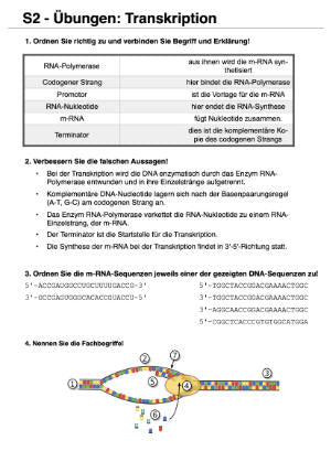 Proteinbiosynthese - ein Lernparcours (Einzellizenz) 93 MB