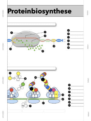 Proteinbiosynthese - ein Lernparcours (Einzellizenz) 93 MB