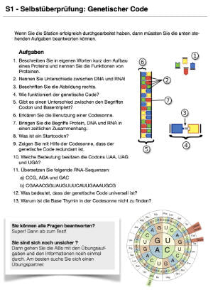 Proteinbiosynthese - ein Lernparcours (Einzellizenz) 93 MB