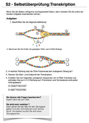 Proteinbiosynthese - ein Lernparcours (Einzellizenz) 93 MB