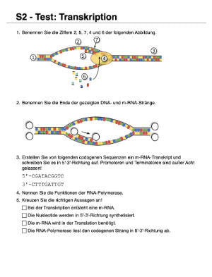 Proteinbiosynthese - ein Lernparcours (Einzellizenz) 93 MB