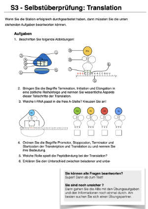 Proteinbiosynthese - ein Lernparcours (Einzellizenz) 93 MB