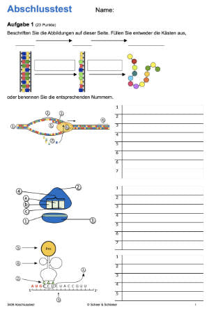 Proteinbiosynthese - ein Lernparcours (Einzellizenz) 93 MB